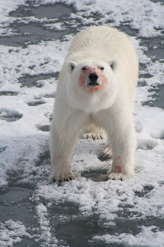 2006 Spitsbergen 4/6